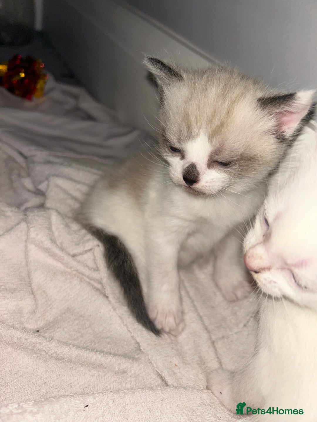 Mixed Breed cats for sale: Gorgeous fully kittens  - Advert 9