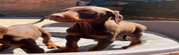 Dobermann dogs for sale: KC Dobermann pups  - Advert 9