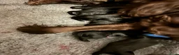 Cocker Spaniel dogs for sale: Cocker Spaniels  in Normanton - Advert 2
