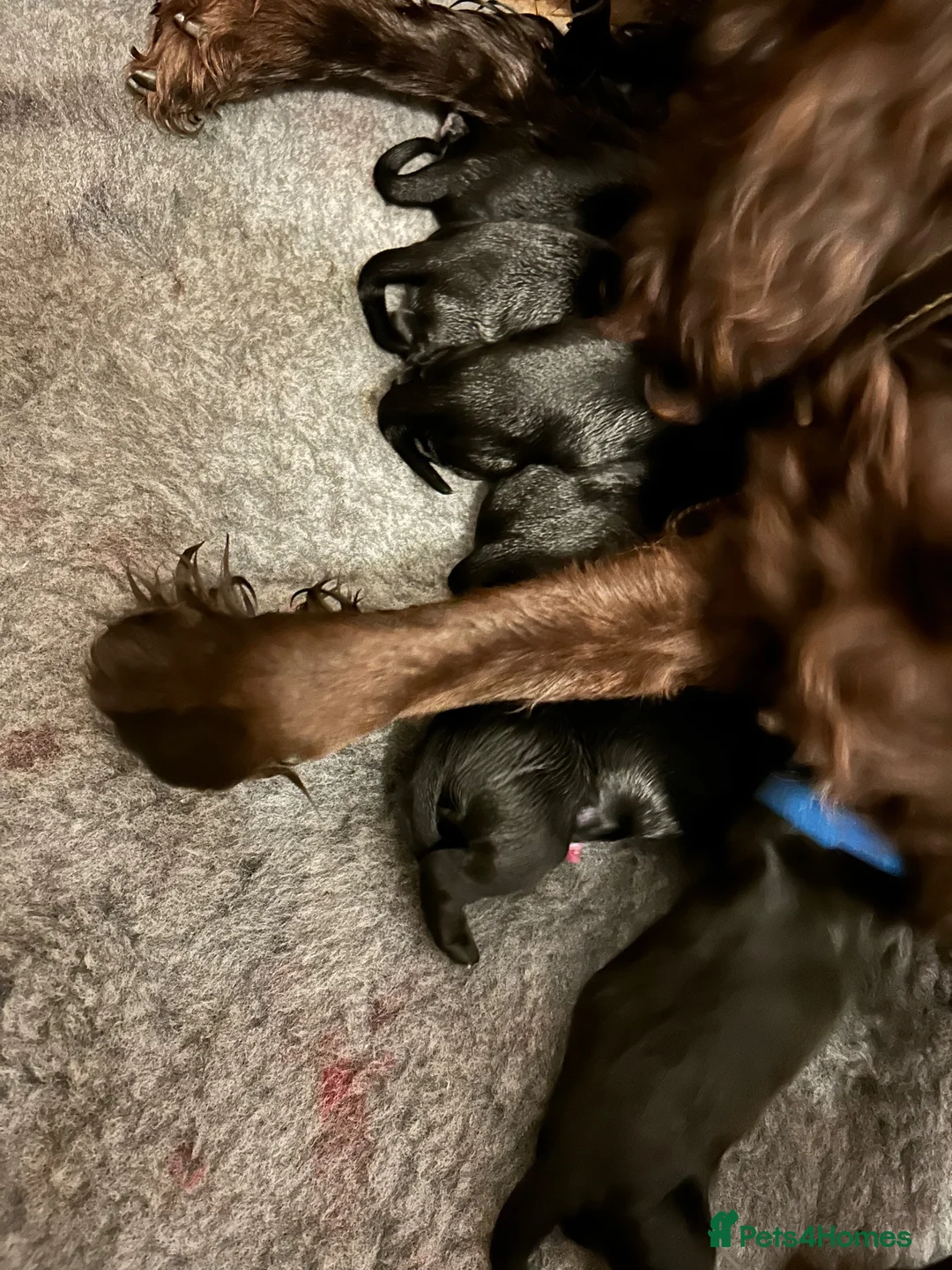 Cocker Spaniel dogs for sale: Cocker Spaniels  in Normanton - Advert 2