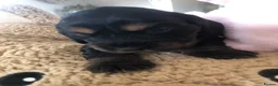 Cocker Spaniel dogs for sale: KC REG SHOW COCKER SPANIEL PUPPIES 🩷💙 - Advert 19