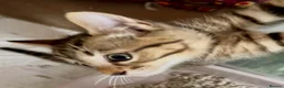 Bengal cats for sale: Stunning Bengal X With Beautiful Markings - Advert 20