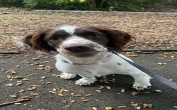 Mixed Breed dogs for sale: 6 month springer - Image 2