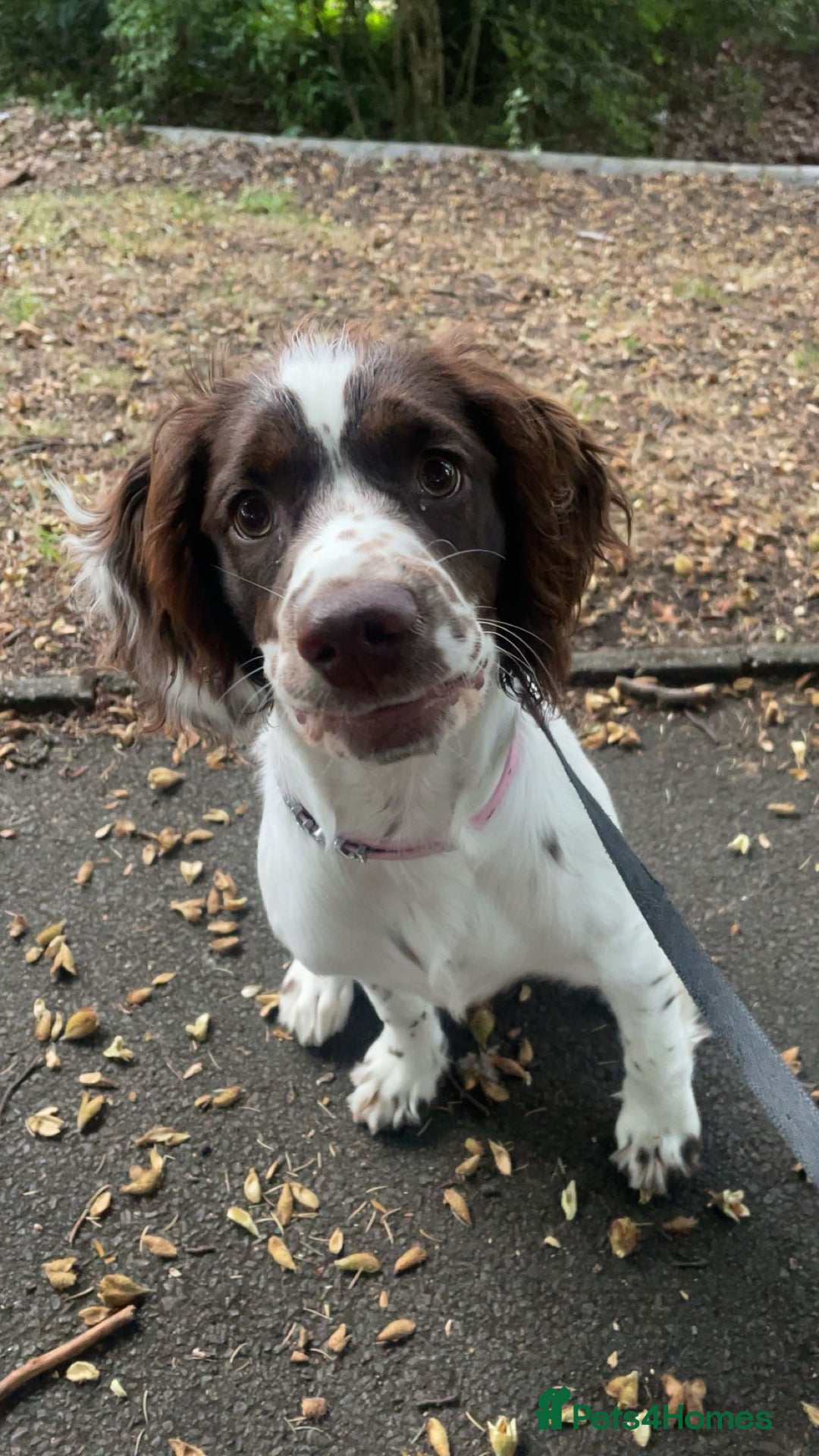 Mixed Breed dogs for sale: 6 month springer - Image 2