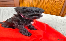 Miniature Schnauzer dogs for sale: Pure bred Miniature Schnauzers Puppies - Image 4