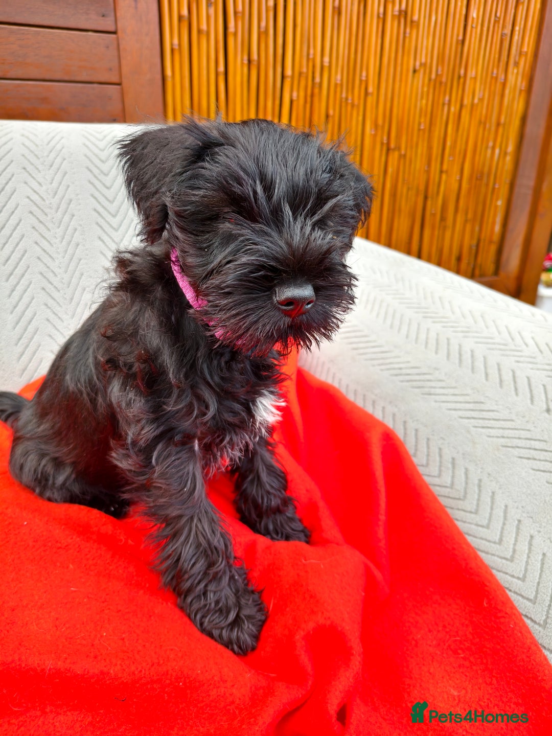 Miniature Schnauzer dogs for sale: Pure bred Miniature Schnauzers Puppies - Image 4