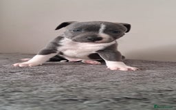Staffordshire Bull Terrier dogs for sale: ‼️ReadyForCollection‼️Blue Staffie Puppies  in Tipton - Image 15