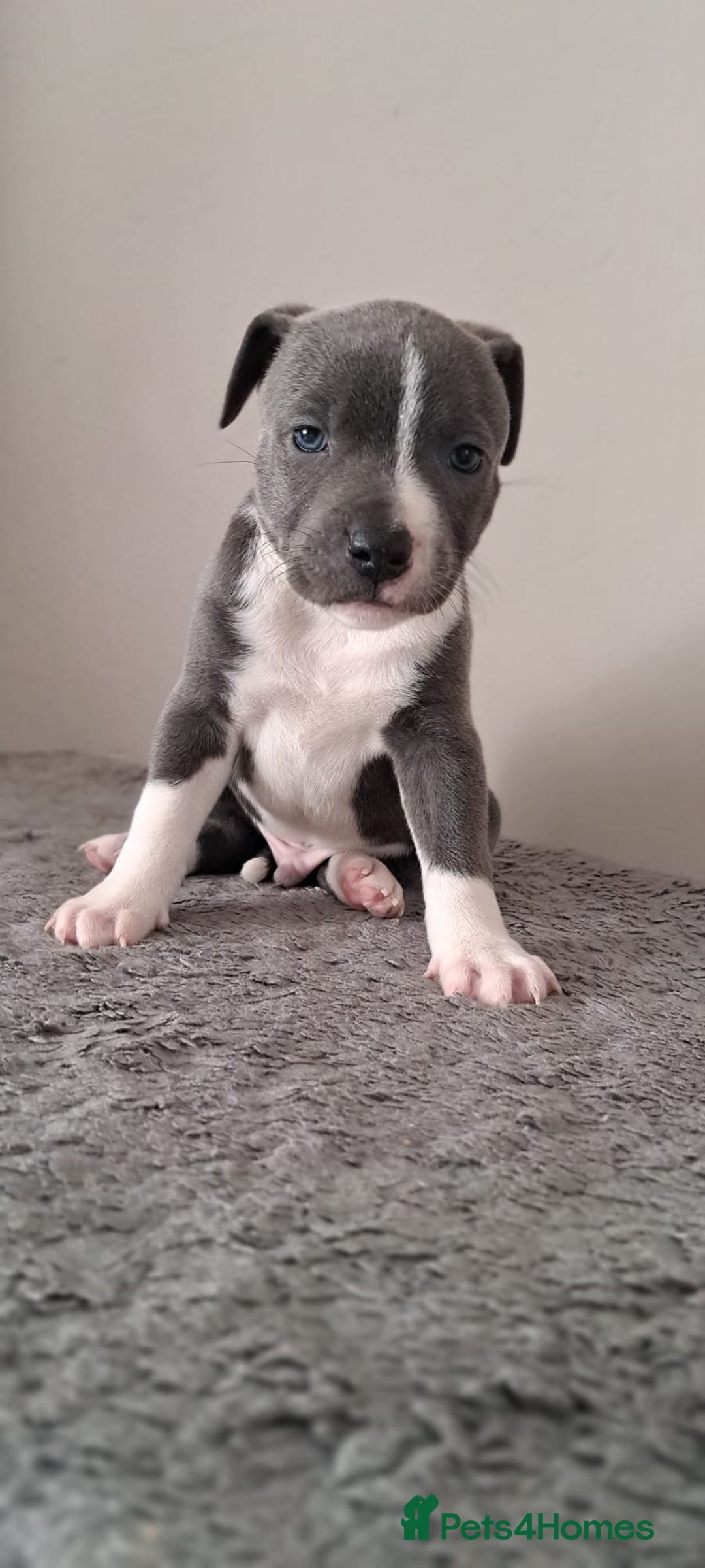 Staffordshire Bull Terrier dogs for sale: ‼️ReadyForCollection‼️Blue Staffie Puppies  in Tipton - Image 15