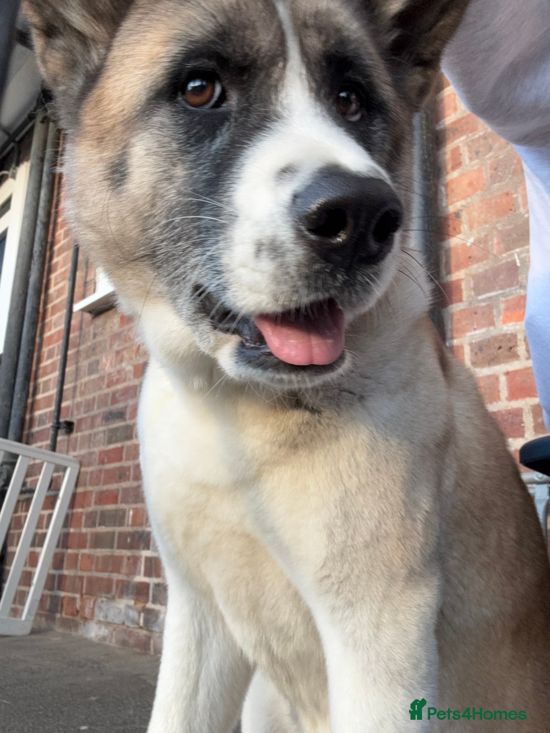 Akita dogs for sale: American Akita for adoption - Image 1