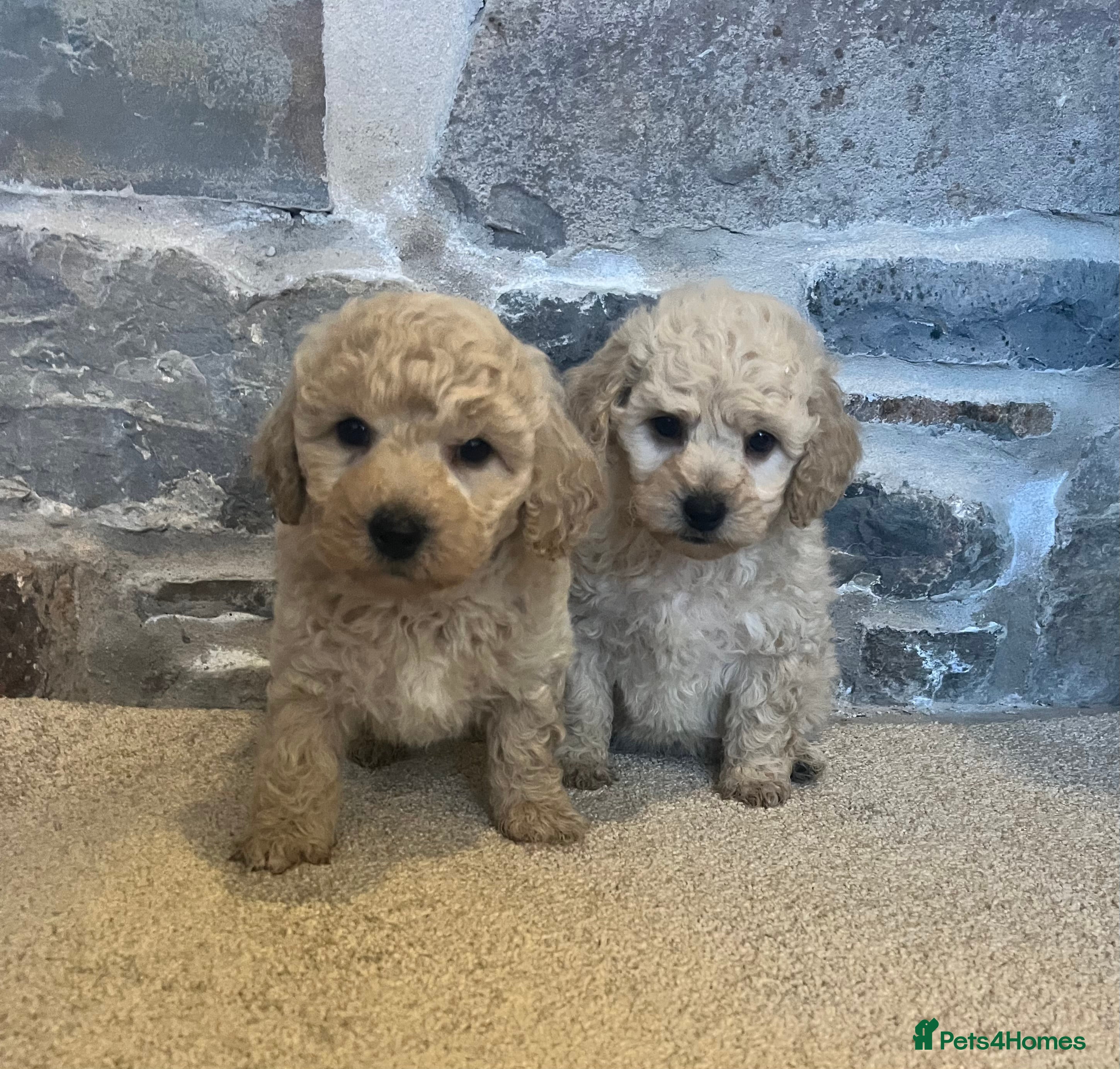 Poochon dogs Poochons Ready  **  Eve - Advert 4