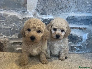 Poochon dogs Poochons Ready ** Eve - Advert 3