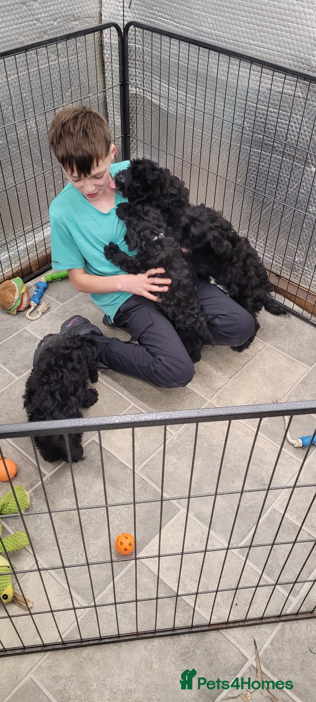 Cockapoo dogs for sale: 3 Stunning Black Girls F1 Show type cockapoos - Advert 16