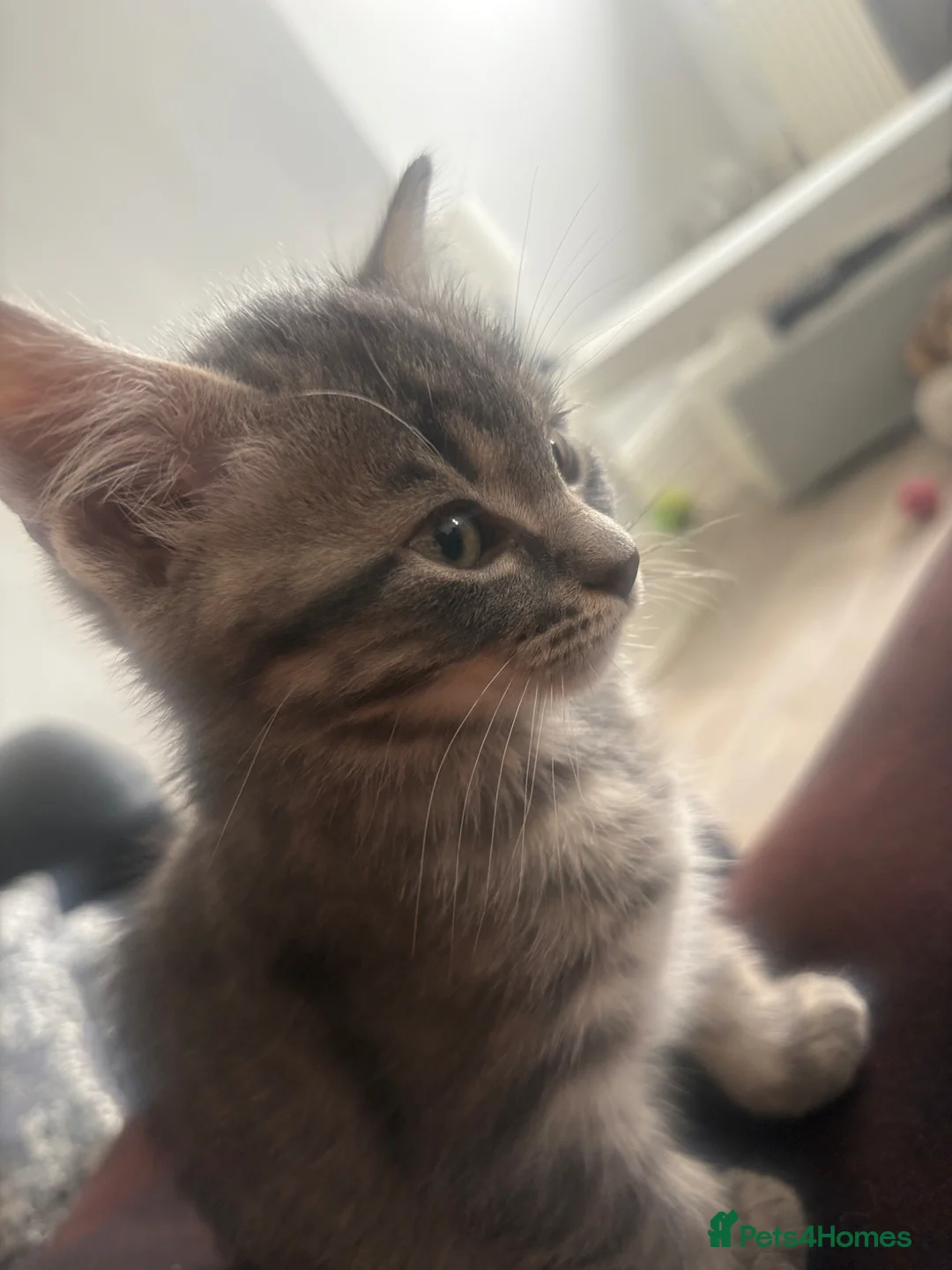 Mixed Breed cats for sale: Blue Siberian Maine coon - Advert 2