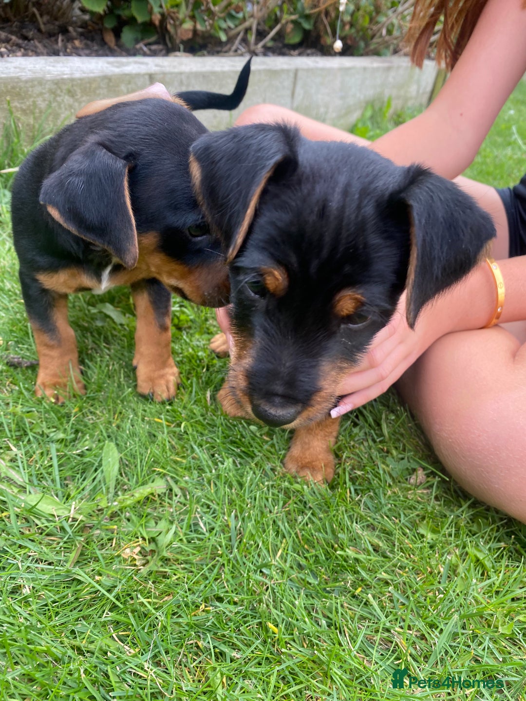 Jack Russell dogs for sale: Jack Russell terrier puppies - Image 13