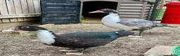 Ducks poultry for sale: Pair of Muscovys  - Advert 5
