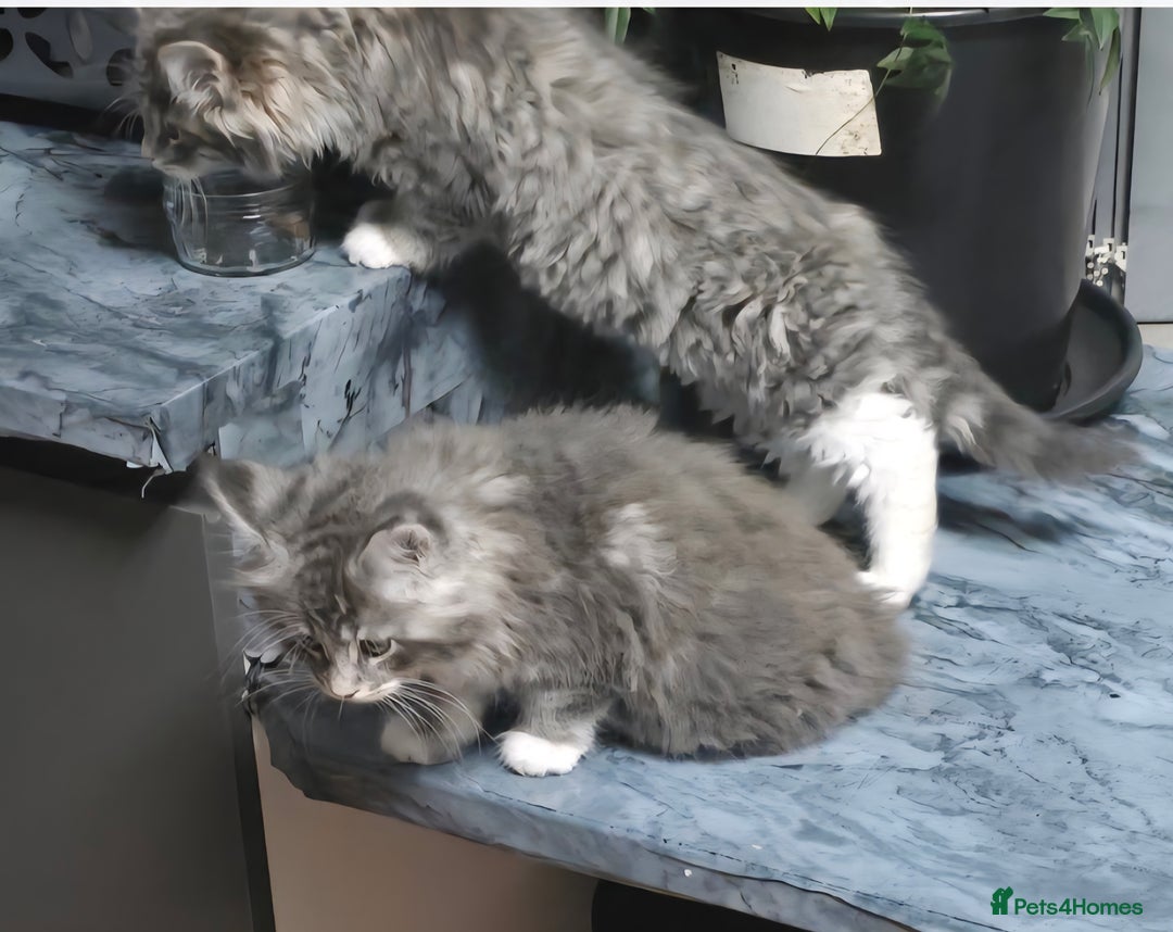 Maine Coon cats for sale: Giant maine coon kittens for sale  - Advert 27