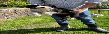 Bearded Collie 5