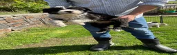Bearded Collie dogs for sale: Beautiful bouncing Beardies  in Aberystwyth - Advert 5