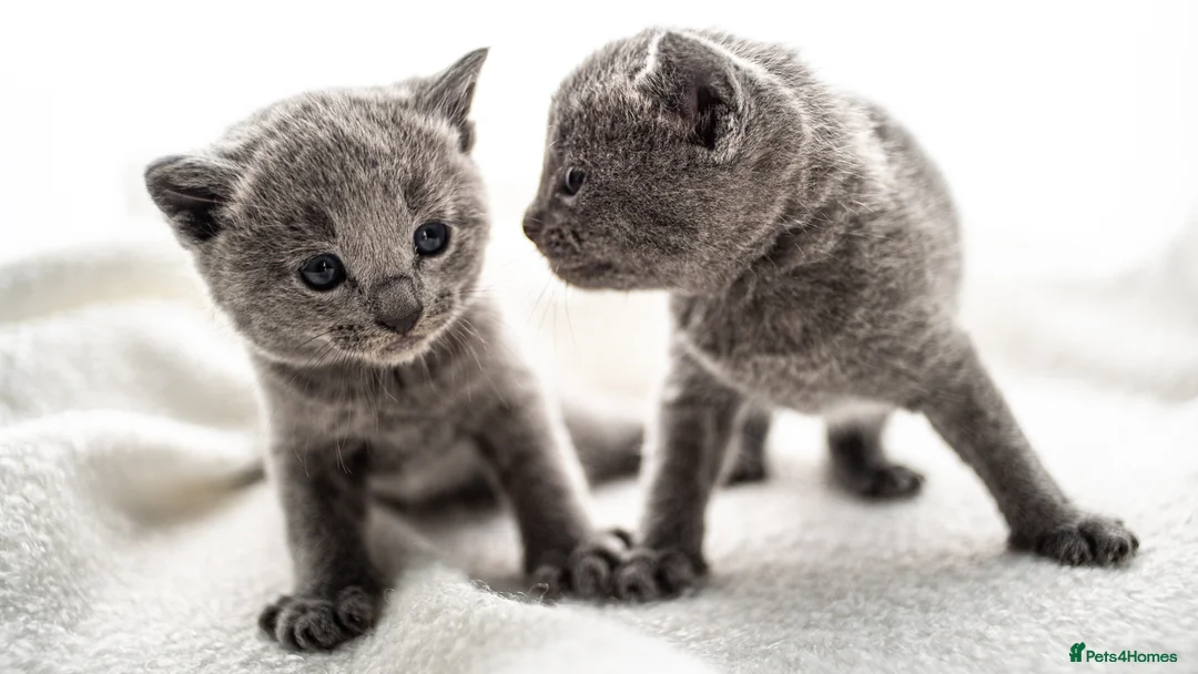 Russian Blue cats for sale: *One Beautiful Russian Blue Male Kitten Left!* - Advert 8