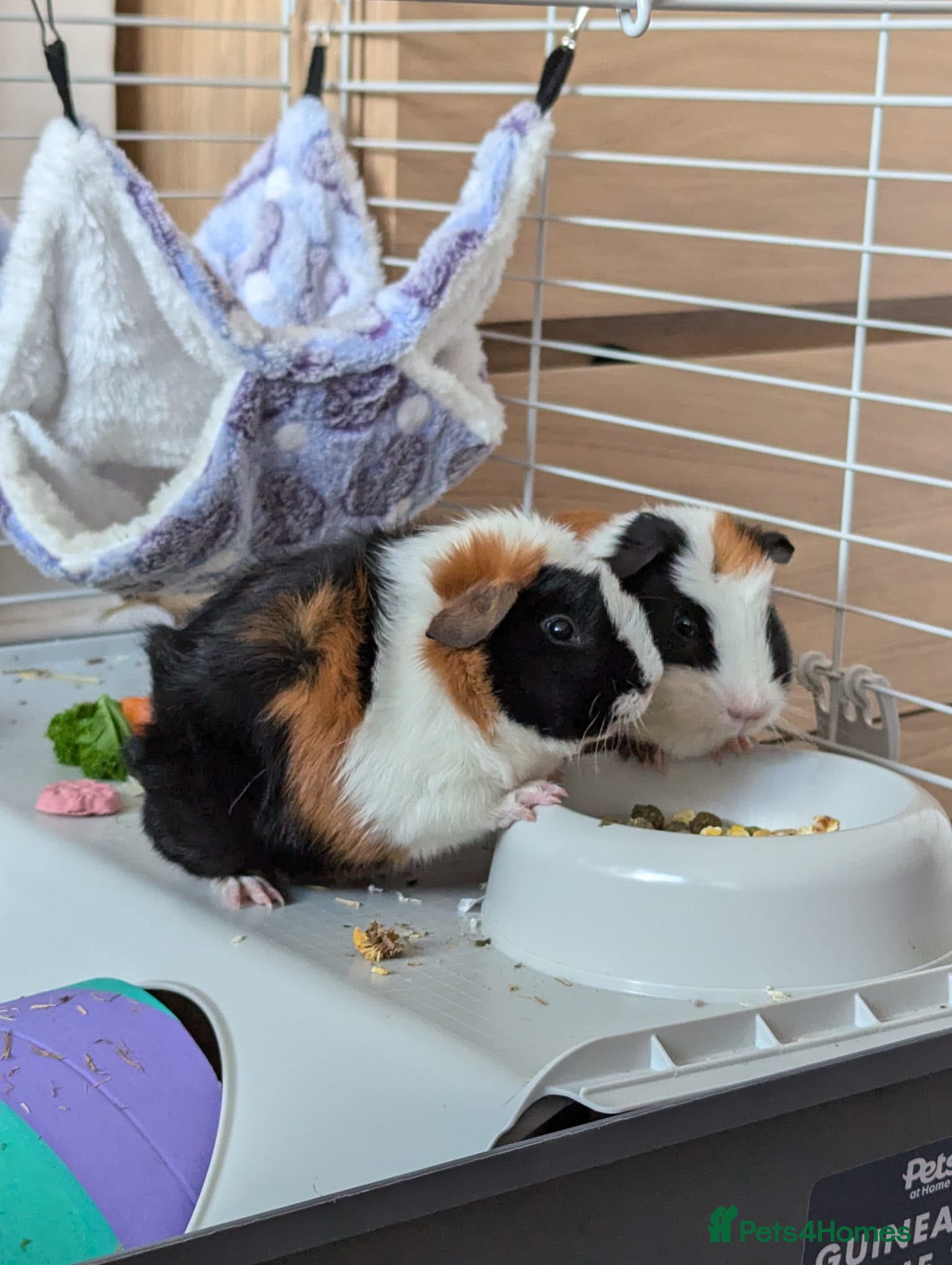 Guinea Pig rodents Two male guinea pigs two years old - Advert 1