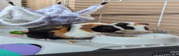 Guinea Pig rodents for sale: Two male guinea pigs two years old - Advert 1