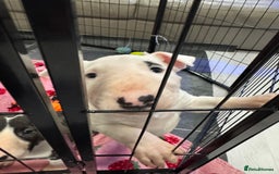 English Bull Terrier dogs for sale: Gorgeous English BullTerrier - Advert 12