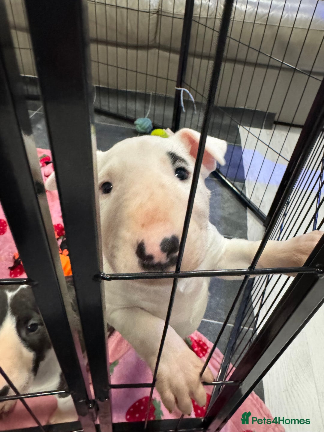 English Bull Terrier dogs for sale: Gorgeous English BullTerrier - Advert 12