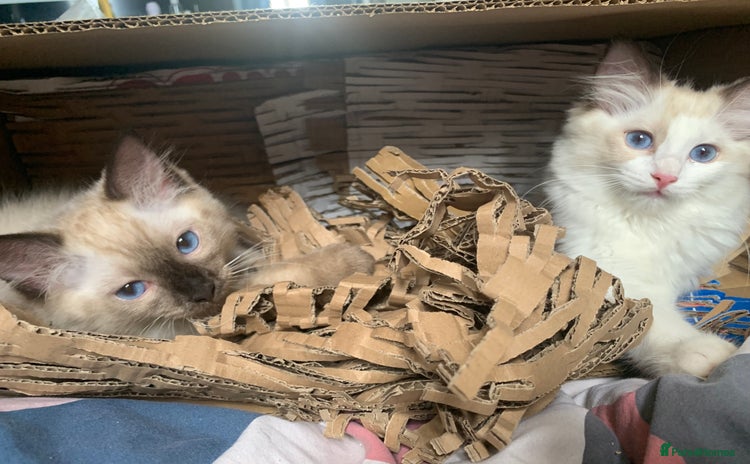 Ragdoll cats in Dartford - Advert 1