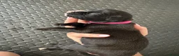Boxer dogs for sale: KC Boxer Puppies  – 1 Week Old - Advert 24