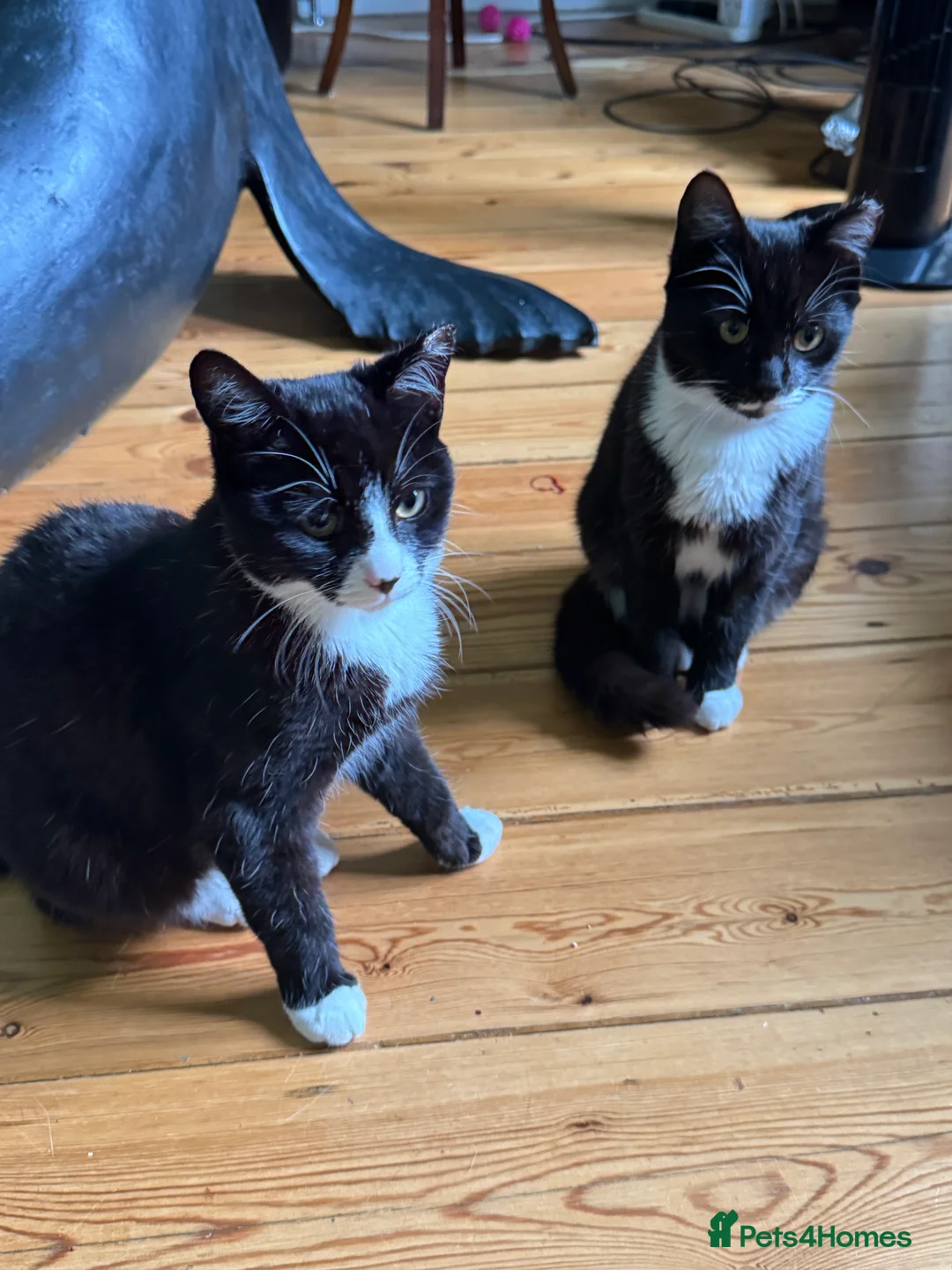 Domestic Shorthair cats for sale: 2 female tuxedos to be re-homed together  - Advert 2