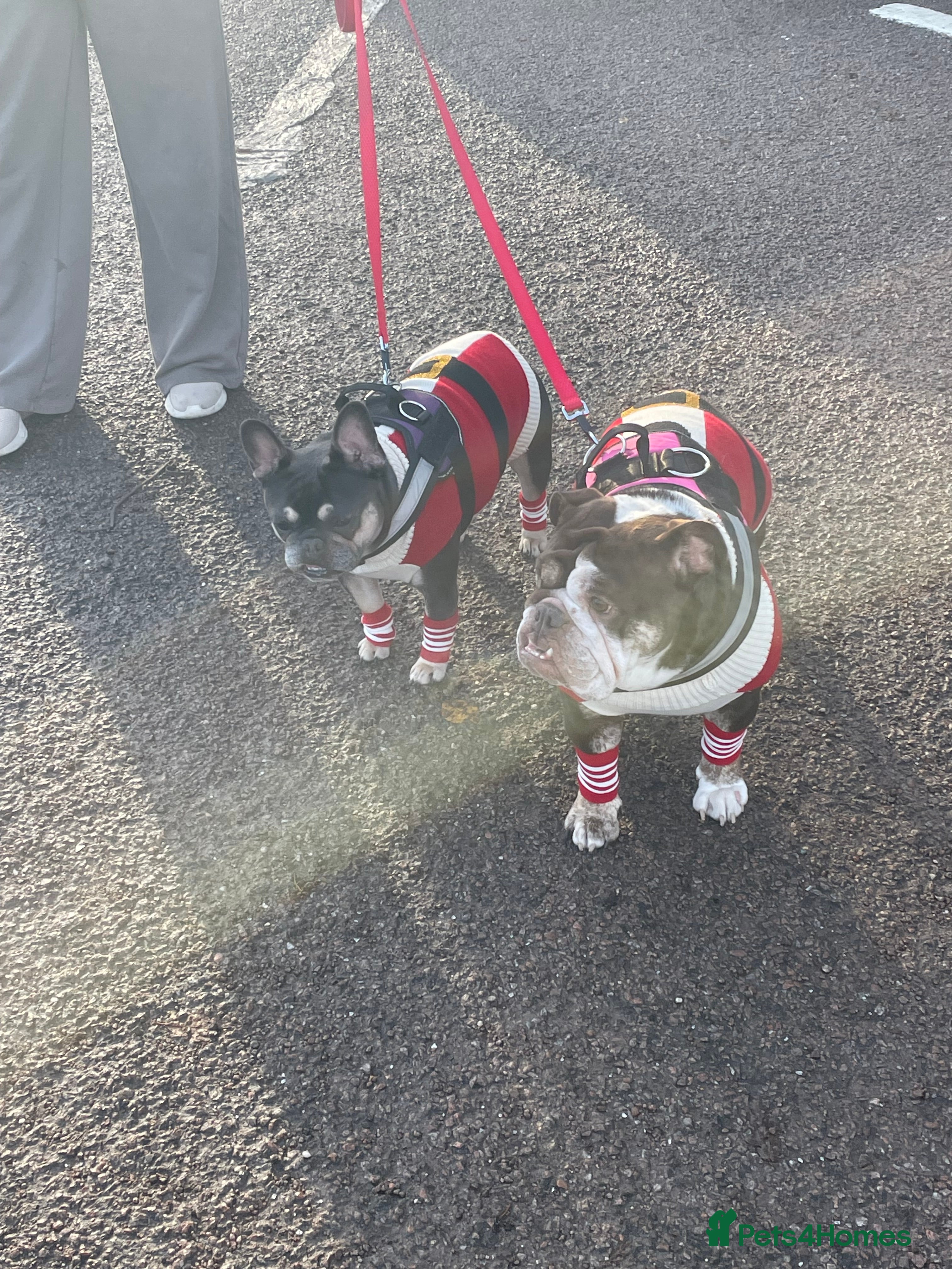 Mixed Breed dogs Bonded pair frenchie and English bulldog adorable - Advert 4