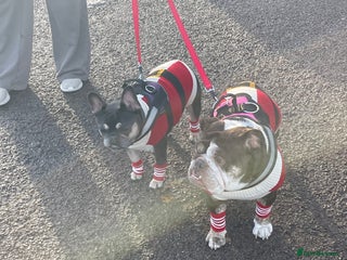 Mixed Breed dogs Bonded pair frenchie and English bulldog adorable - Advert 2