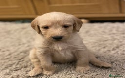 Labradoodle dogs for sale: Beautiful labradoodles - Advert 7