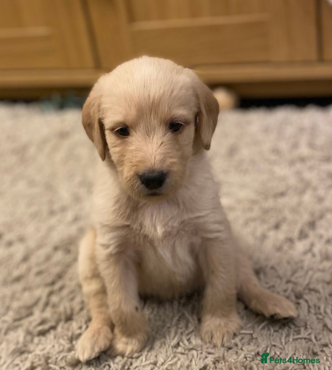 Labradoodle dogs for sale: Beautiful labradoodles - Advert 7