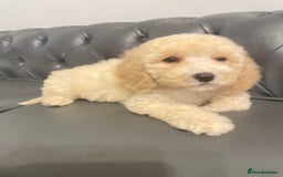 Cockapoo dogs for sale: Cockapoo F2 beautiful puppies ready to go  - Image 9