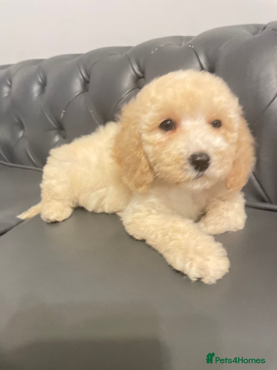 Cockapoo dogs for sale: Cockapoo F2 beautiful puppies ready to go  - Image 9