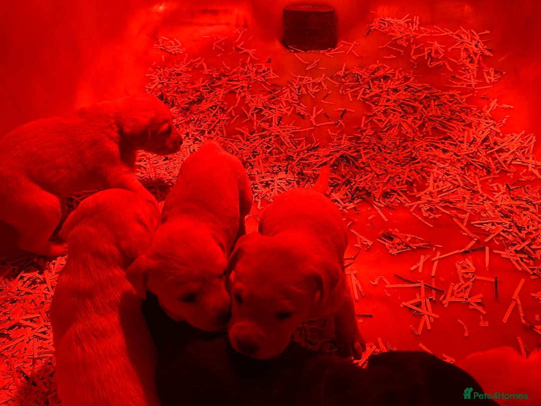 Labrador Retriever dogs for sale: Golden Labrador puppies - Advert 3