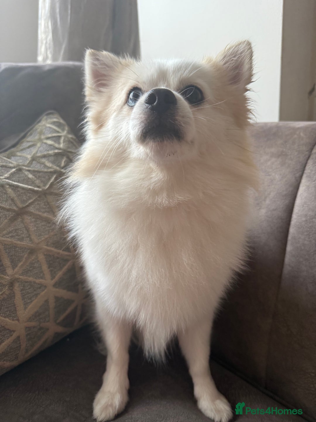 Pomeranian dogs for stud: PomeranianMale for Stud Healthy,Friendly&Ready Now - Advert 5