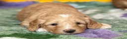 Australian Labradoodle dogs for sale: Fantastic breeding! Canadian & Australian lines - Advert 3