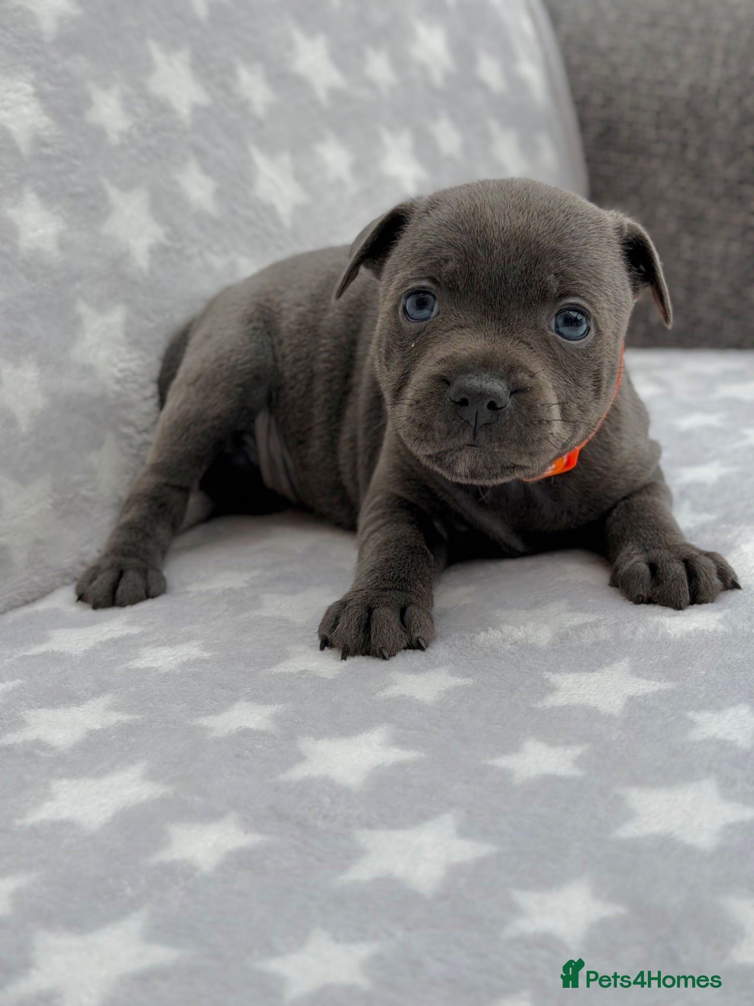 Staffordshire Bull Terrier dogs Kc blue staffordshire bullterrier puppies - Advert 1