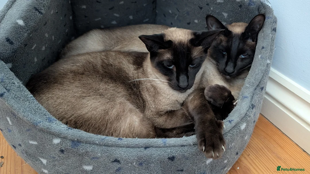 Siamese cats for sale: Gorgeous mum and daughter seal point siamese cats in Bath - Advert 2