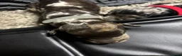 Goldendoodle dogs for sale: Goldendoodle puppies - Advert 11