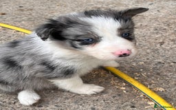 Border Collie dogs for sale: Blue Merle border collies - Image 3