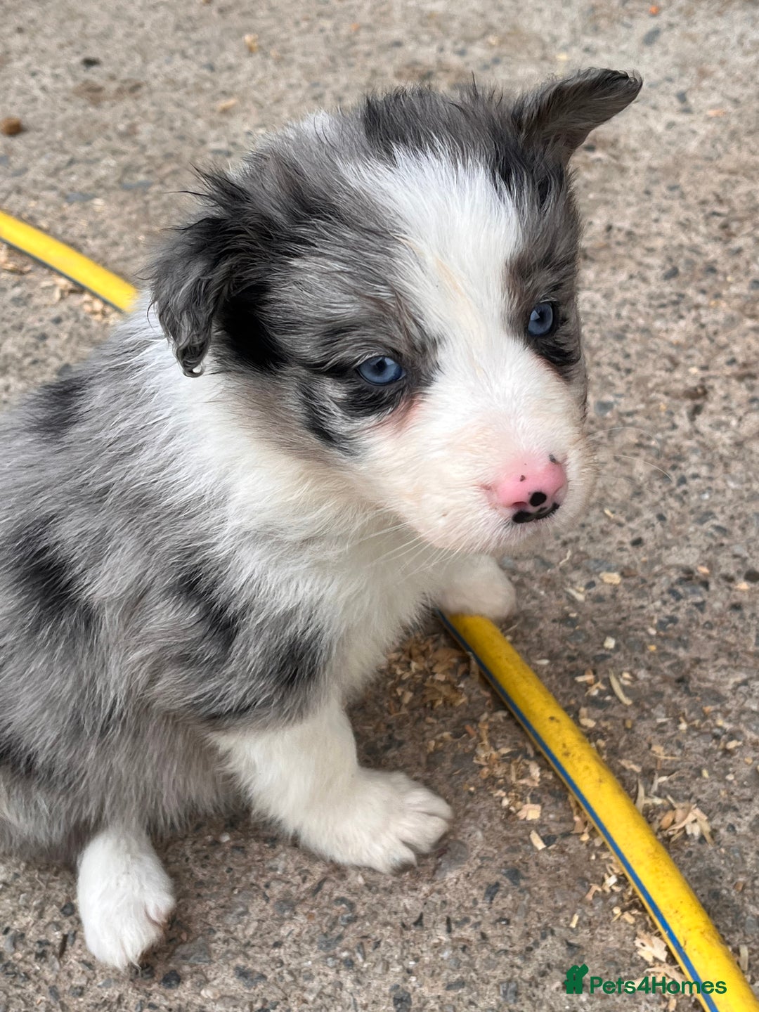 Border Collie dogs for sale: Blue Merle border collies - Image 3