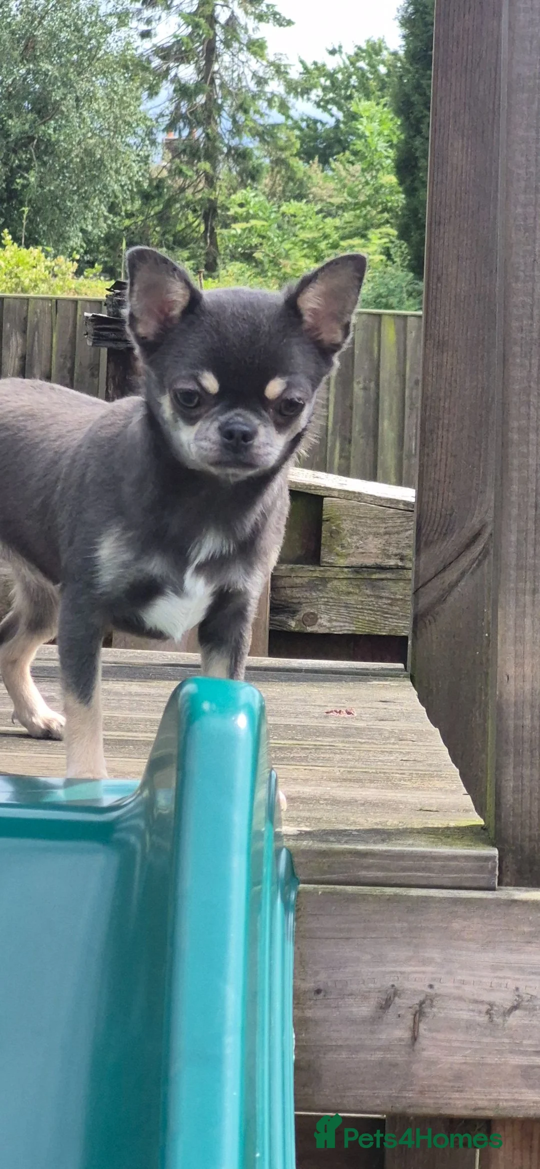 Chihuahua dogs for sale: Stunning Blue Chihuahua Girl  - Advert 2