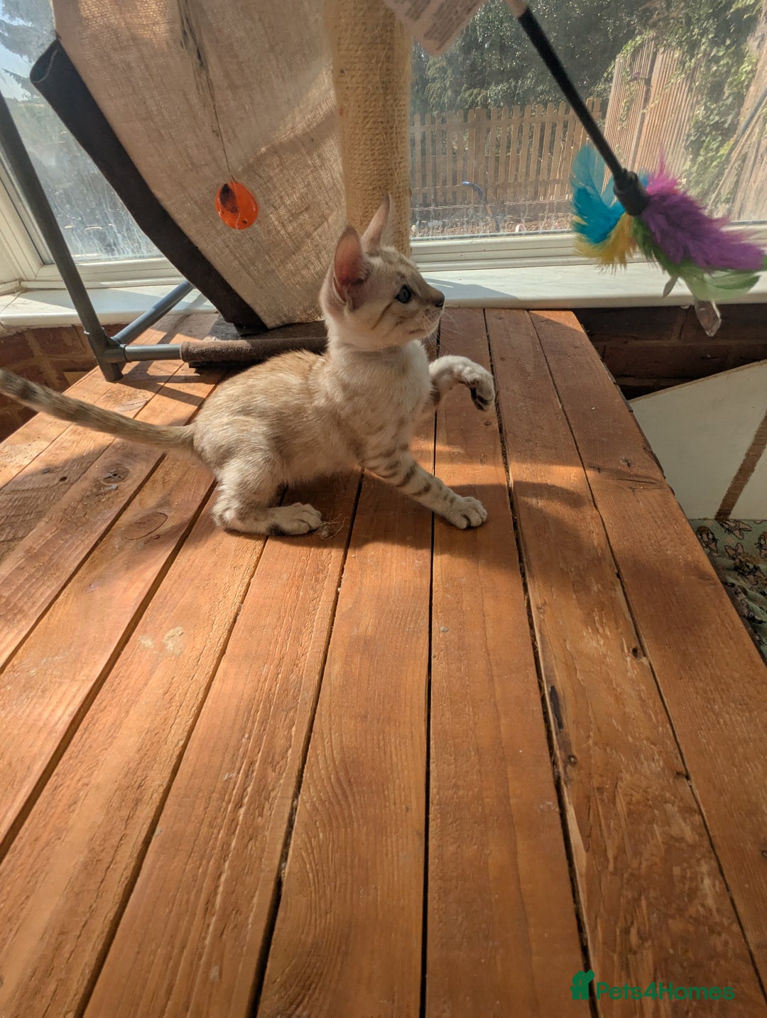 Bengal cats for sale: Bengal Kittens Purebred with Champion Lines  - Image 14