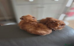 Guinea Pig rodents for sale: Baby female guinea pigs - Image 7