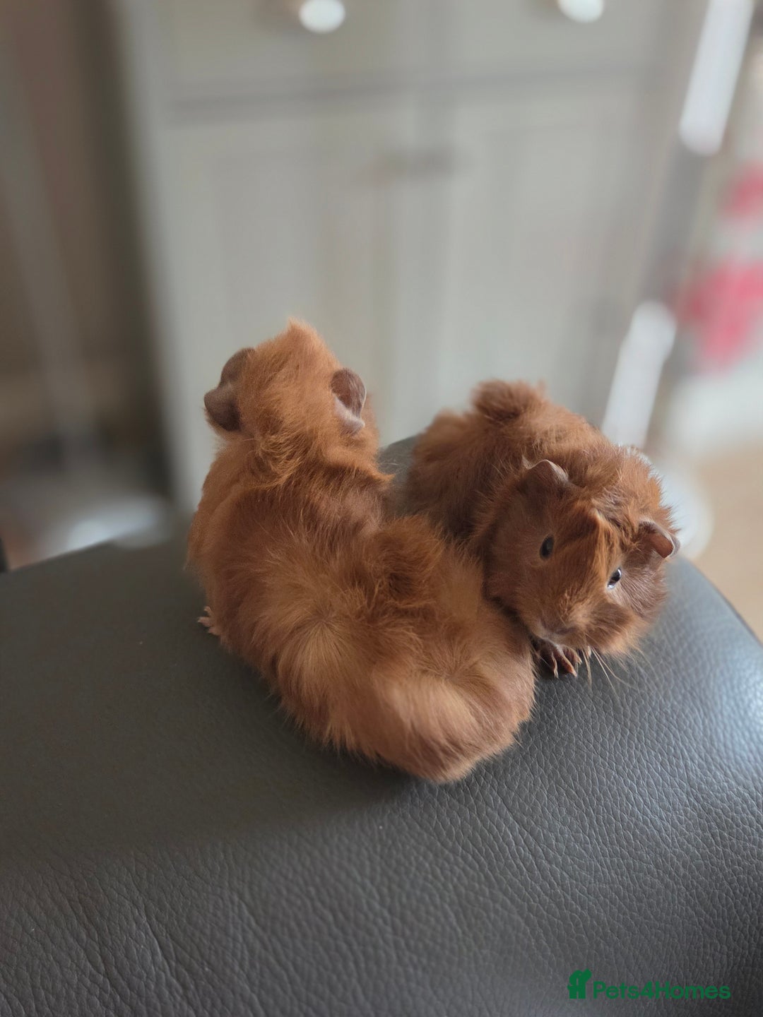 Guinea Pig rodents for sale: Baby female guinea pigs - Image 7