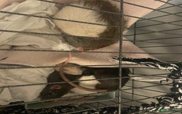 Rat rodents for sale: Rats need rehoming!! - Image 5