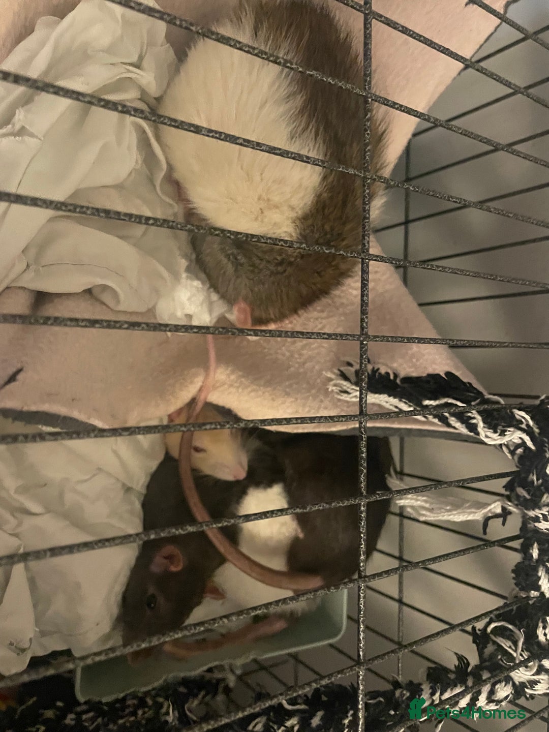 Rat rodents for sale: Rats need rehoming!! - Image 5